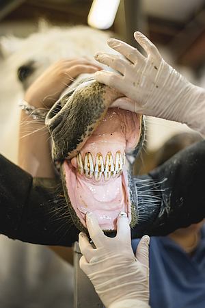 Examining horse teeth