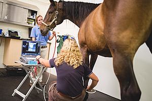 Tour Our Clinic - Horse exam room