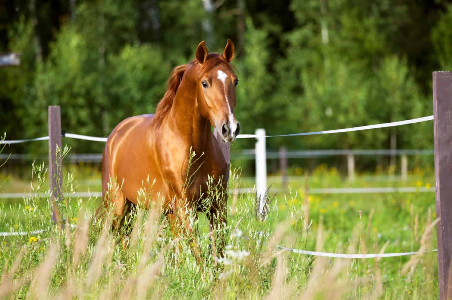 Summer Safety Tips For Horses: Protecting Your Equine | Woodside Equine ...