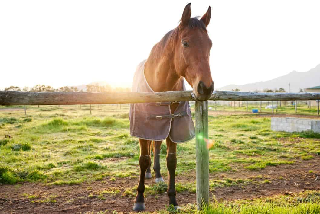 Understanding Blanket Use: When and How to Blanket Your Horse