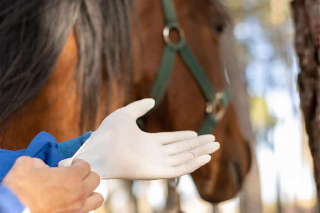 Comprehensive Equine Surgery Services: Our Range of Advanced Procedures