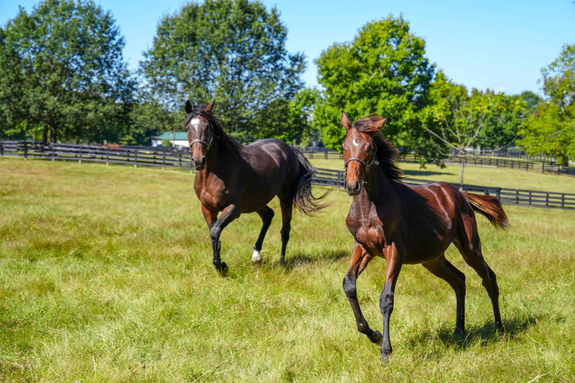 Reproductive Care For Your Mare