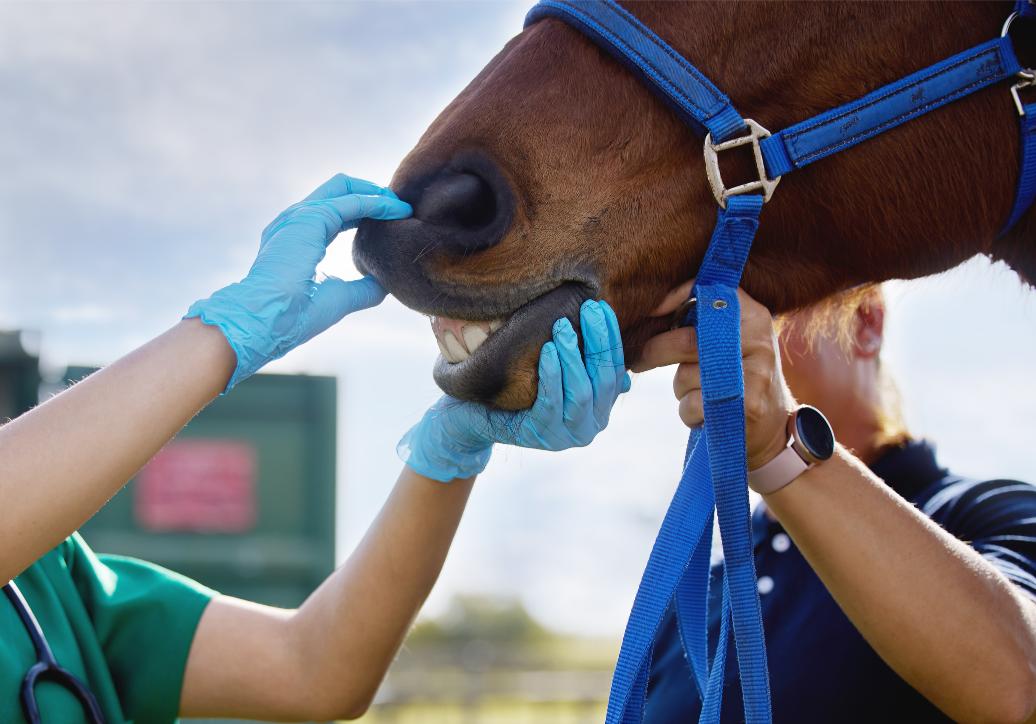 Signs Your Horse Needs A Dental Check Up 