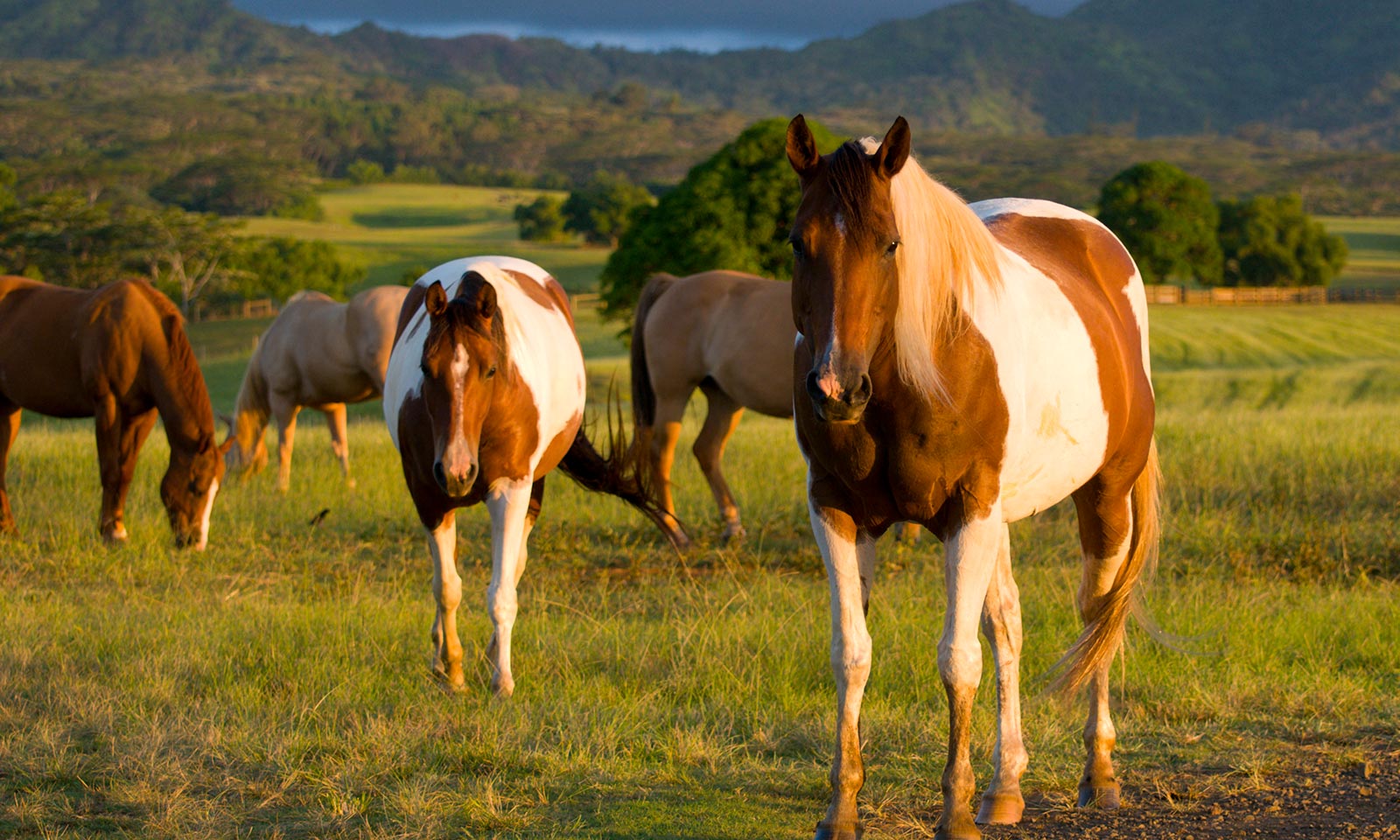 Horses in a field