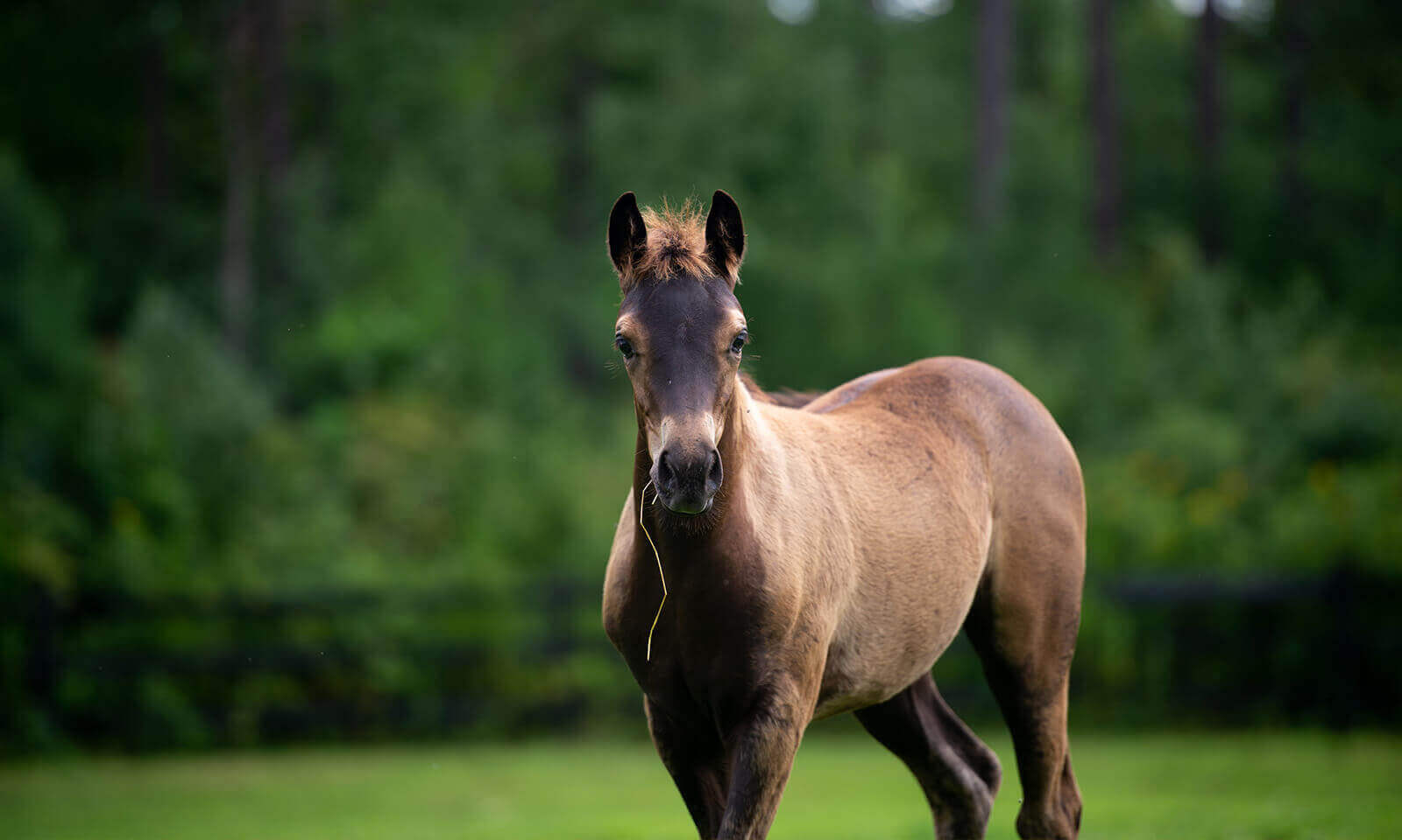 Horses running