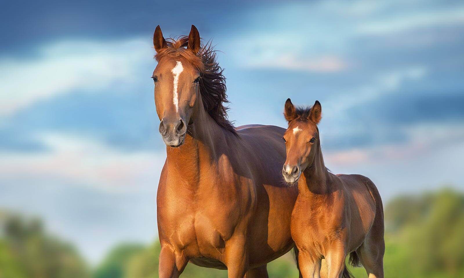 A horse and foal