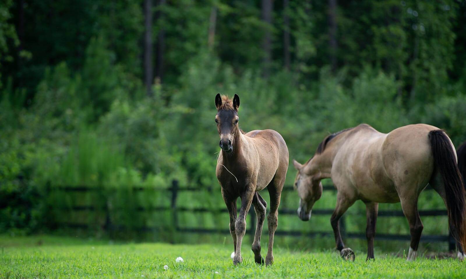 A young horse in a field with their parent