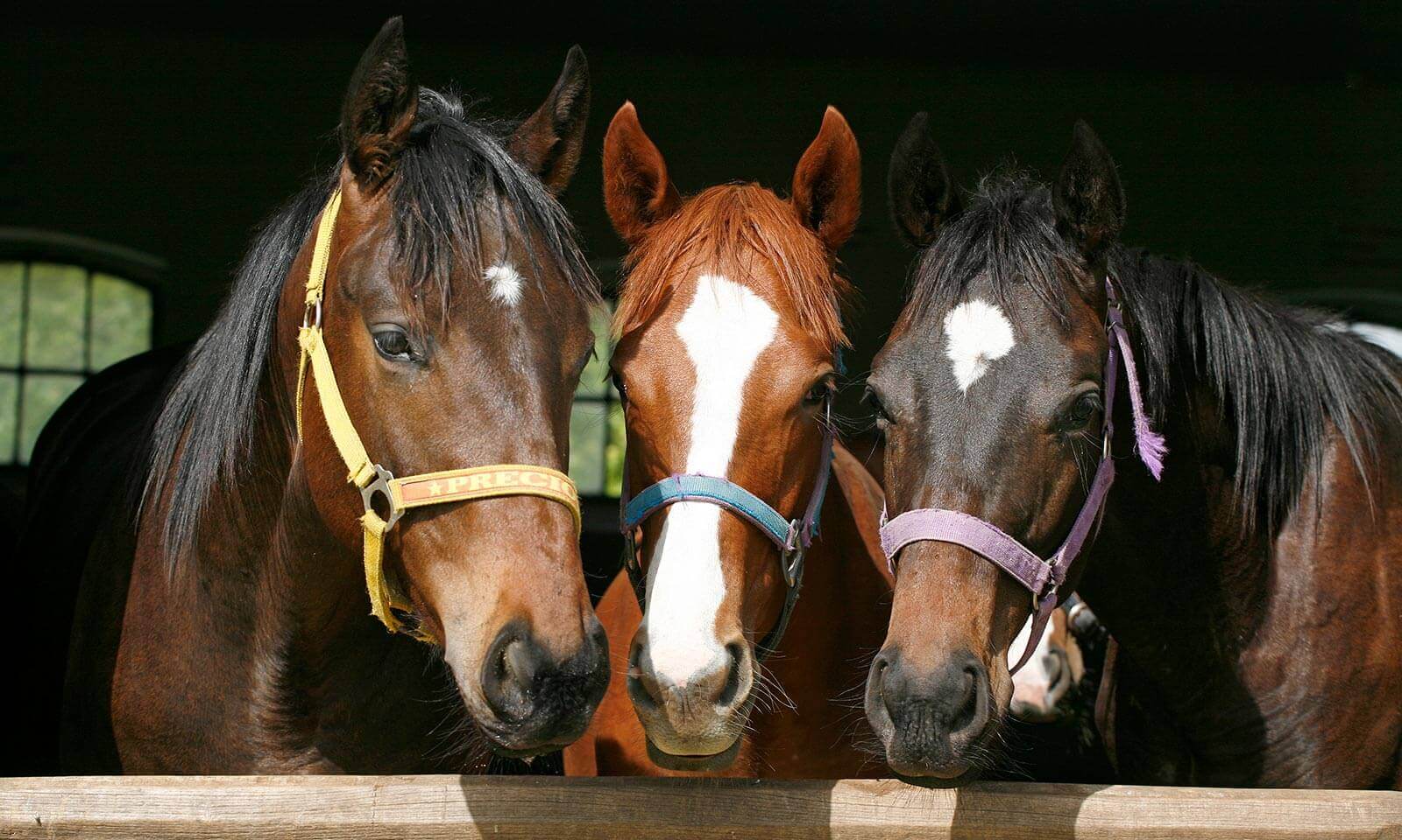 Three horses in a stable