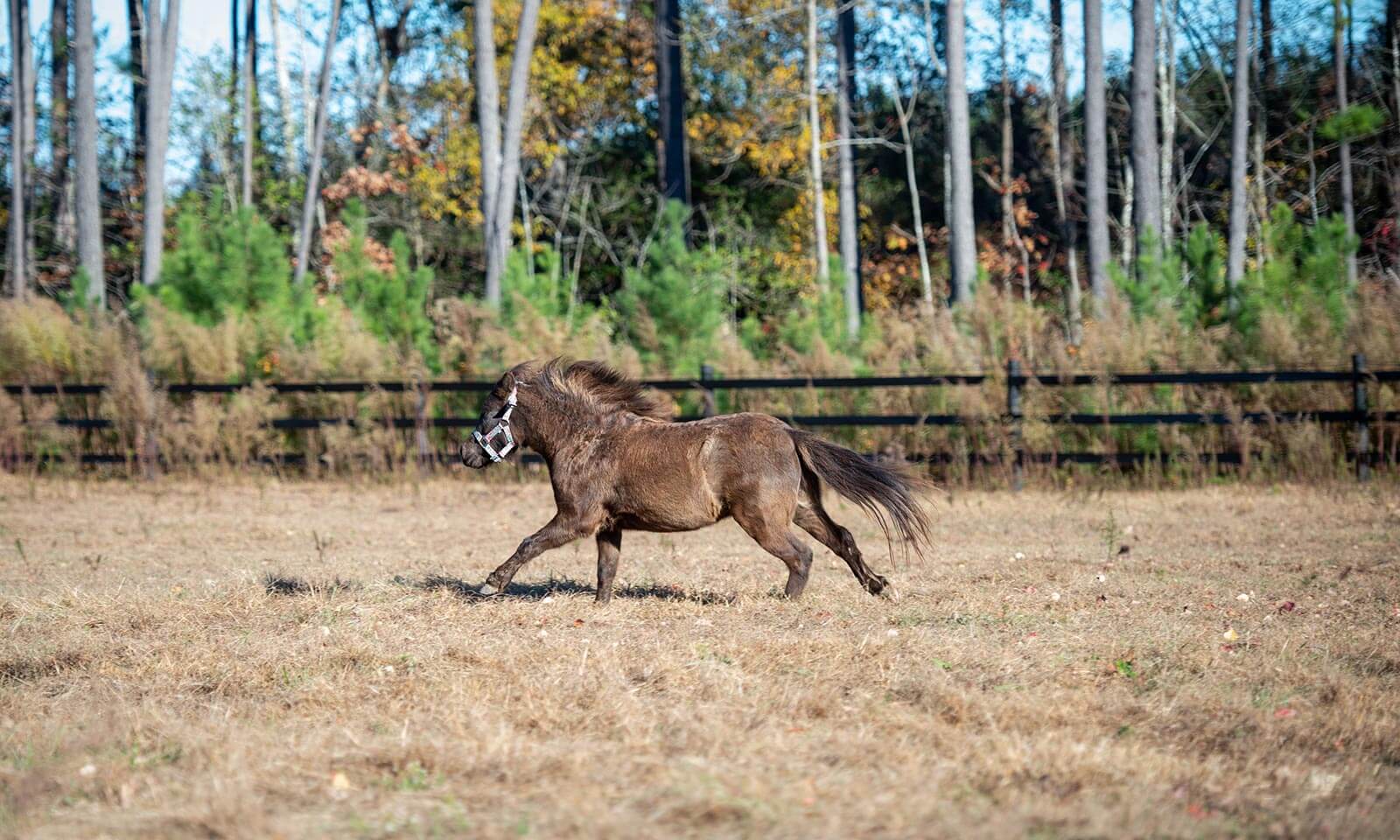 A running pony