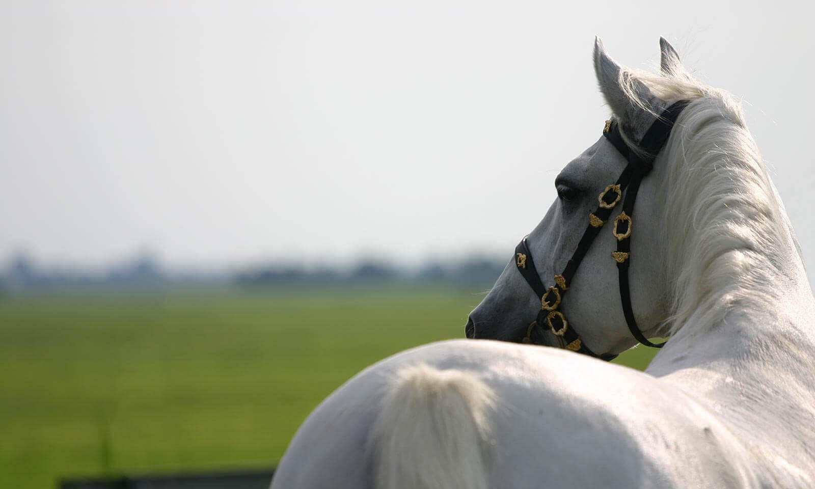 A white horse