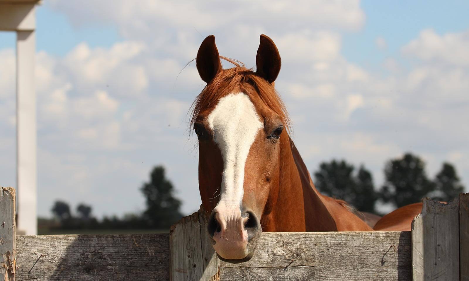 A horse looking over a fence