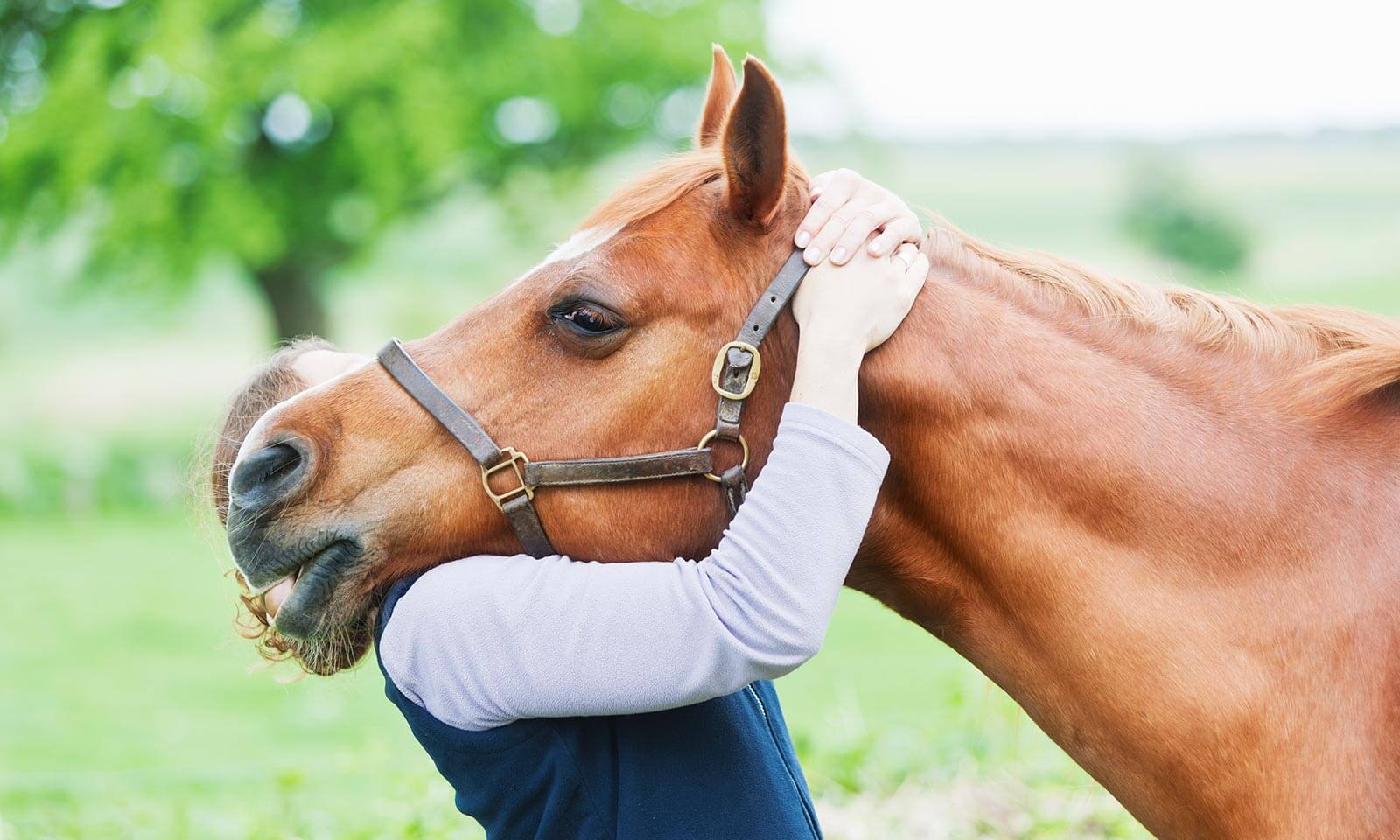 A person hugging a horse