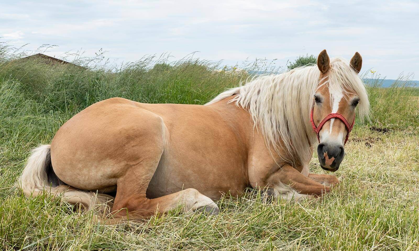 A horse laying on a field