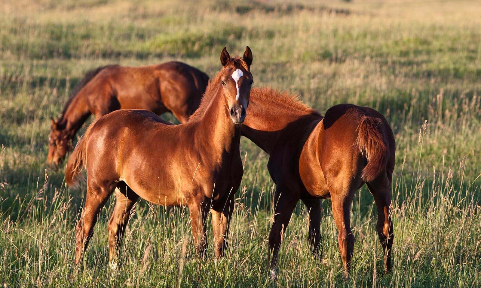 Three horses in a field