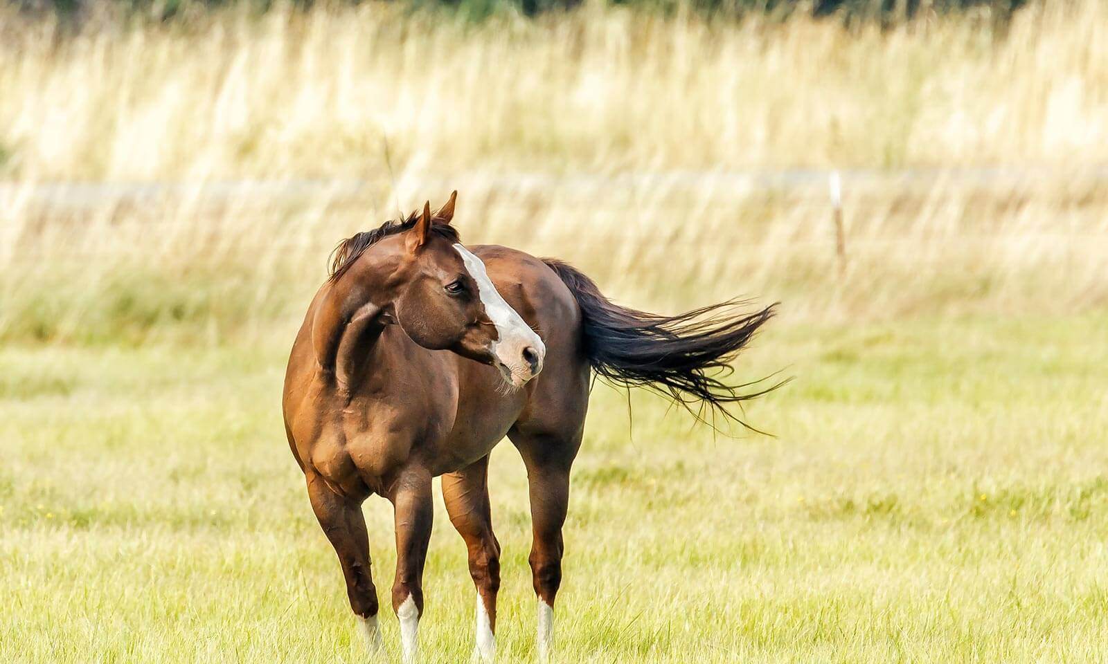 A horse standing in a field