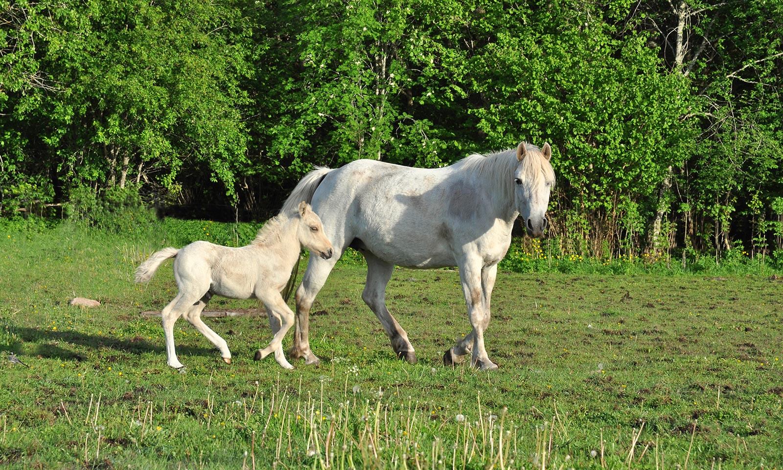 A mother and foal