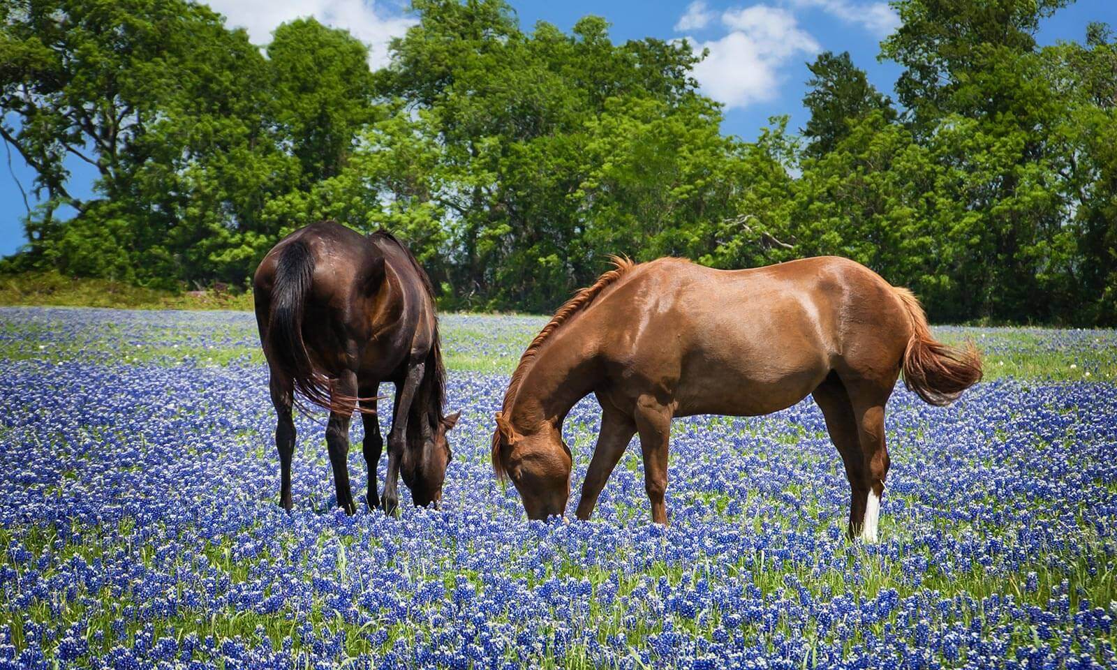 Two horses in a field