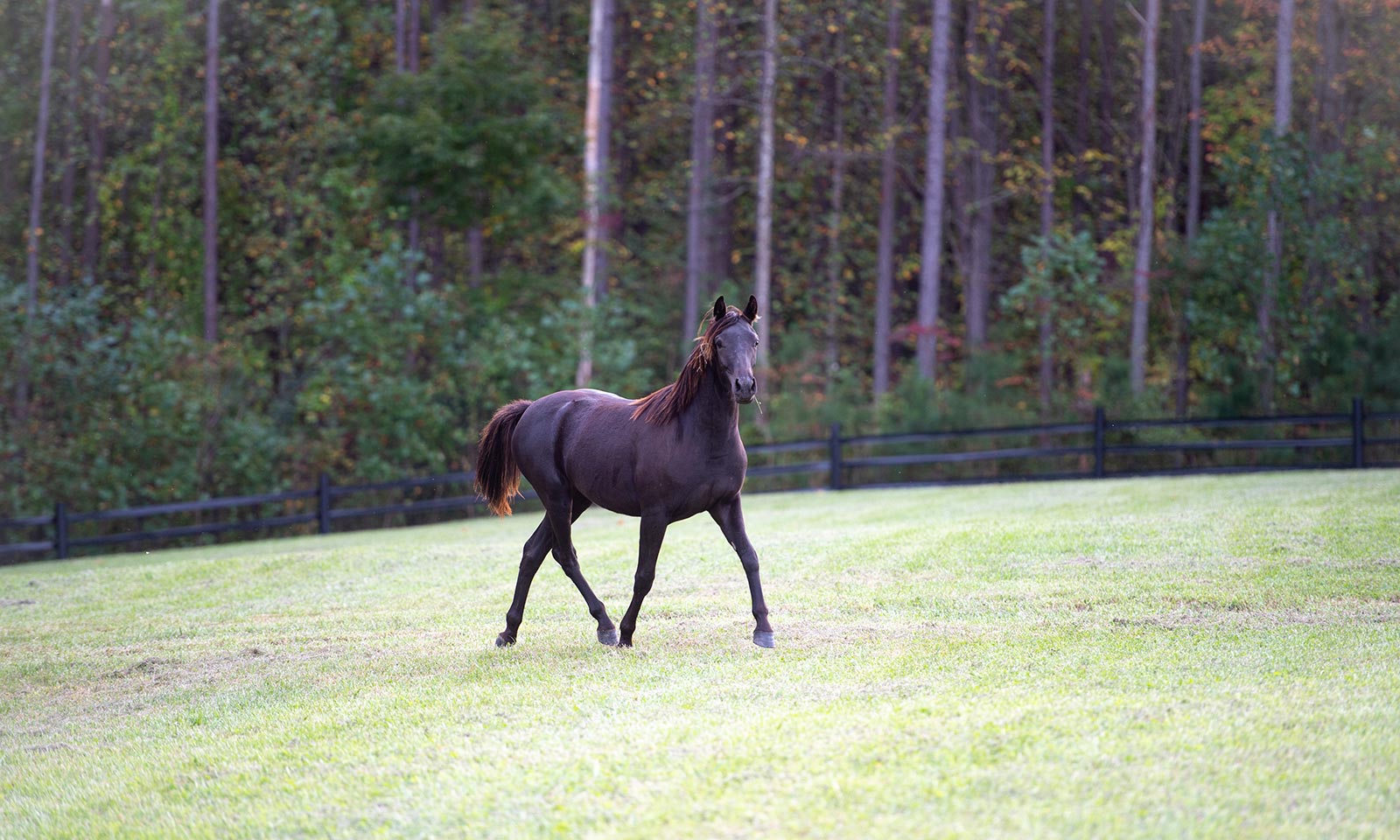 Horse and sunflowers