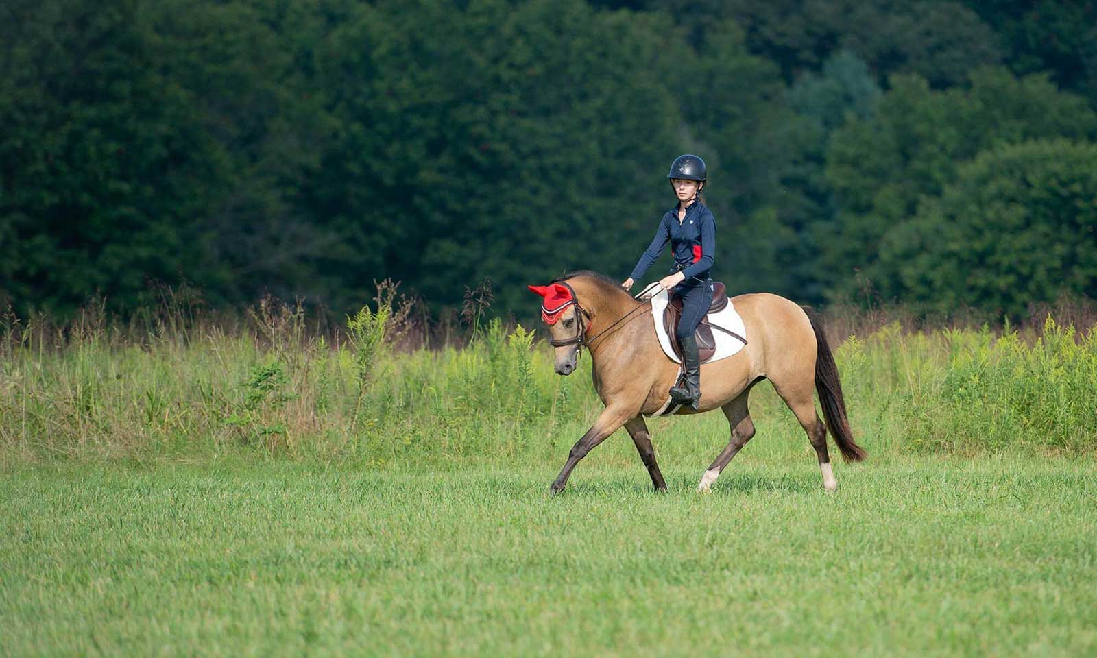 Horse out for a ride