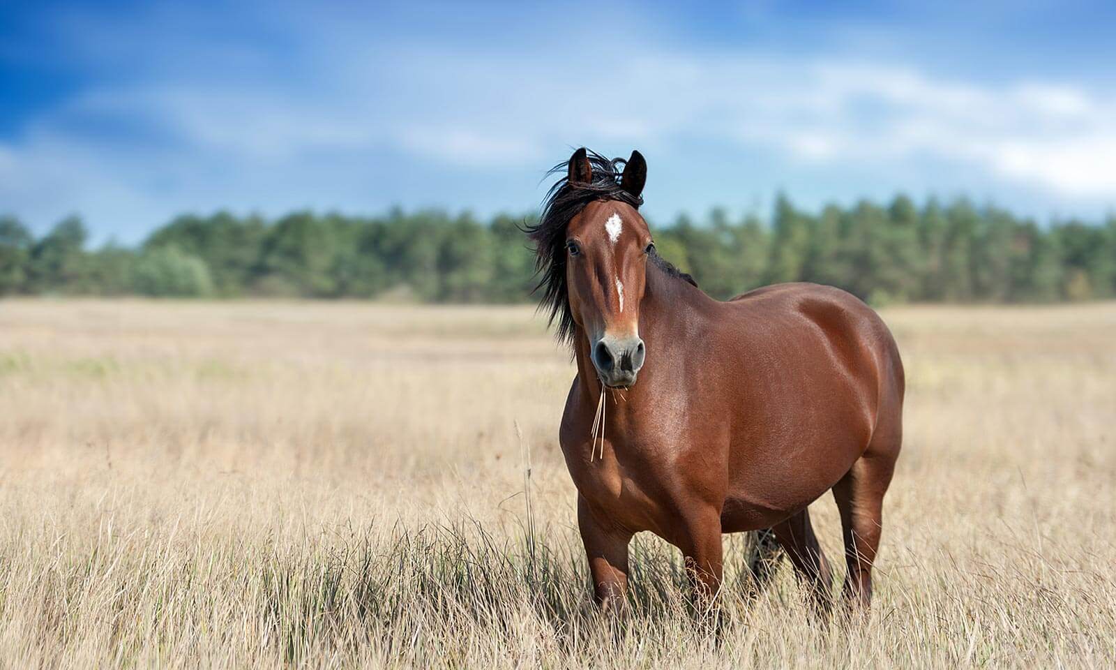 A horse and foal