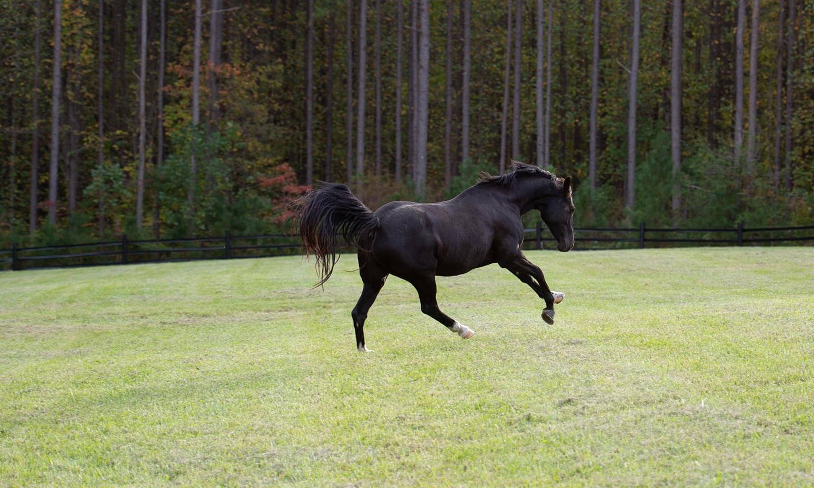 A playful horse