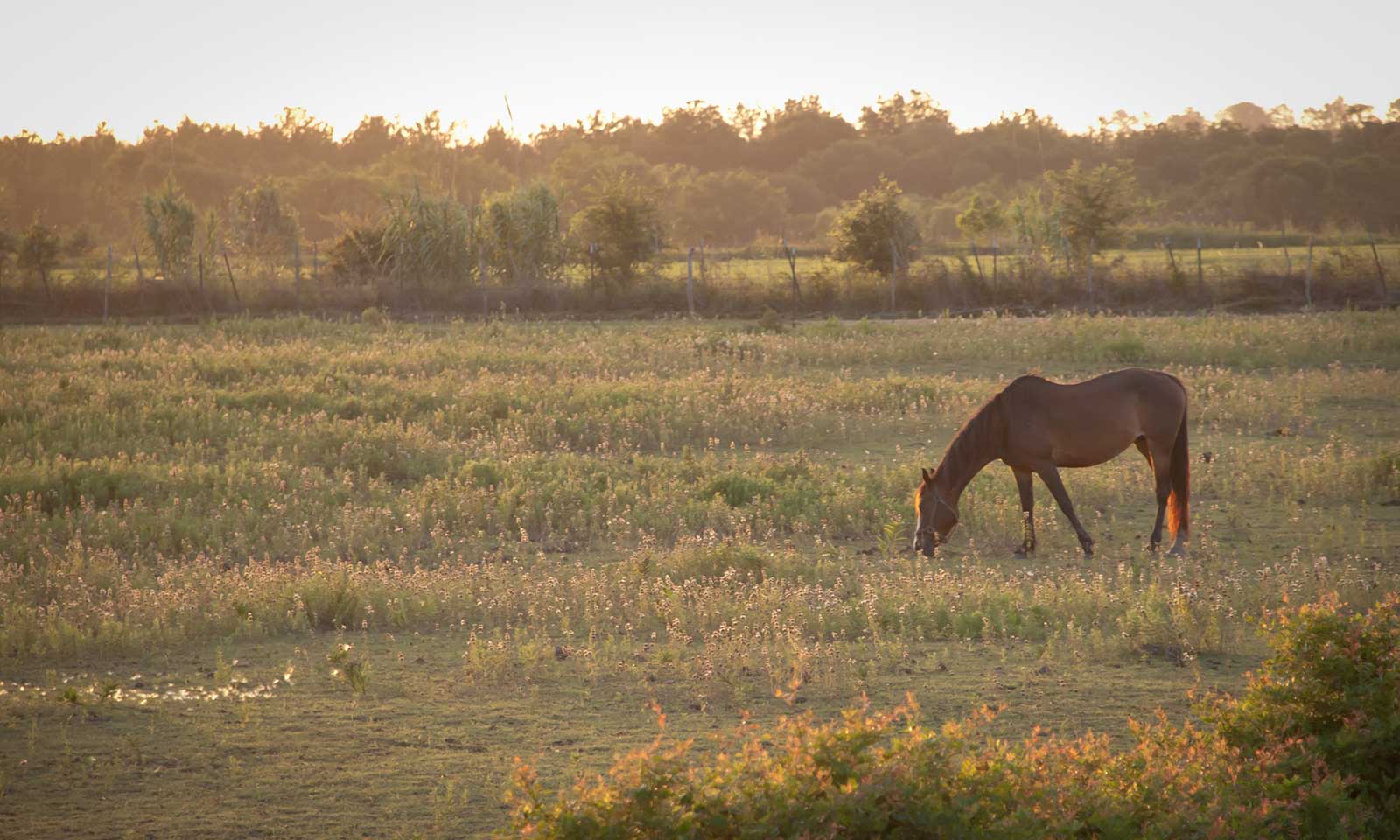 A horse in a field