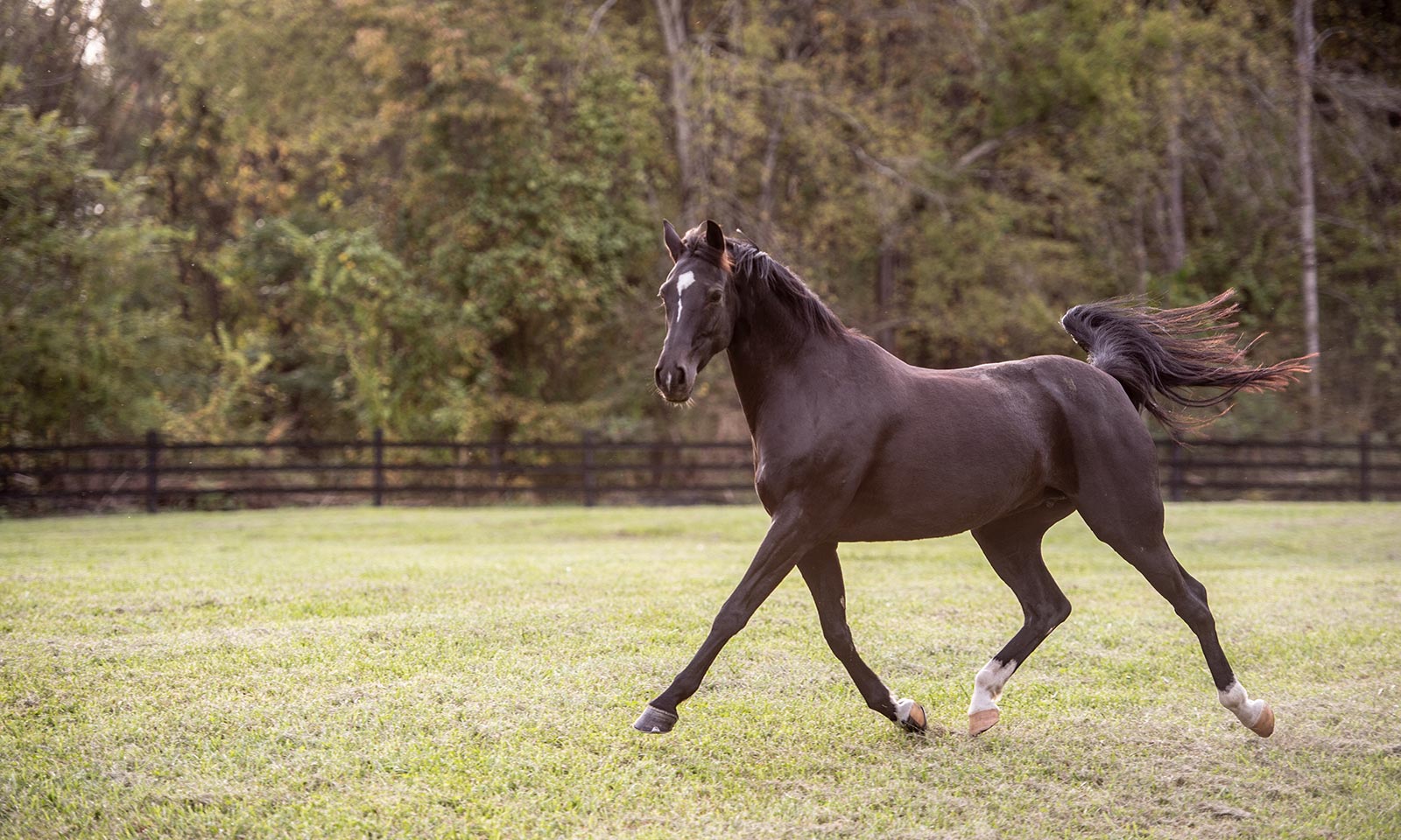 Horse cantering