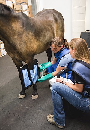 Horse getting x-ray of leg