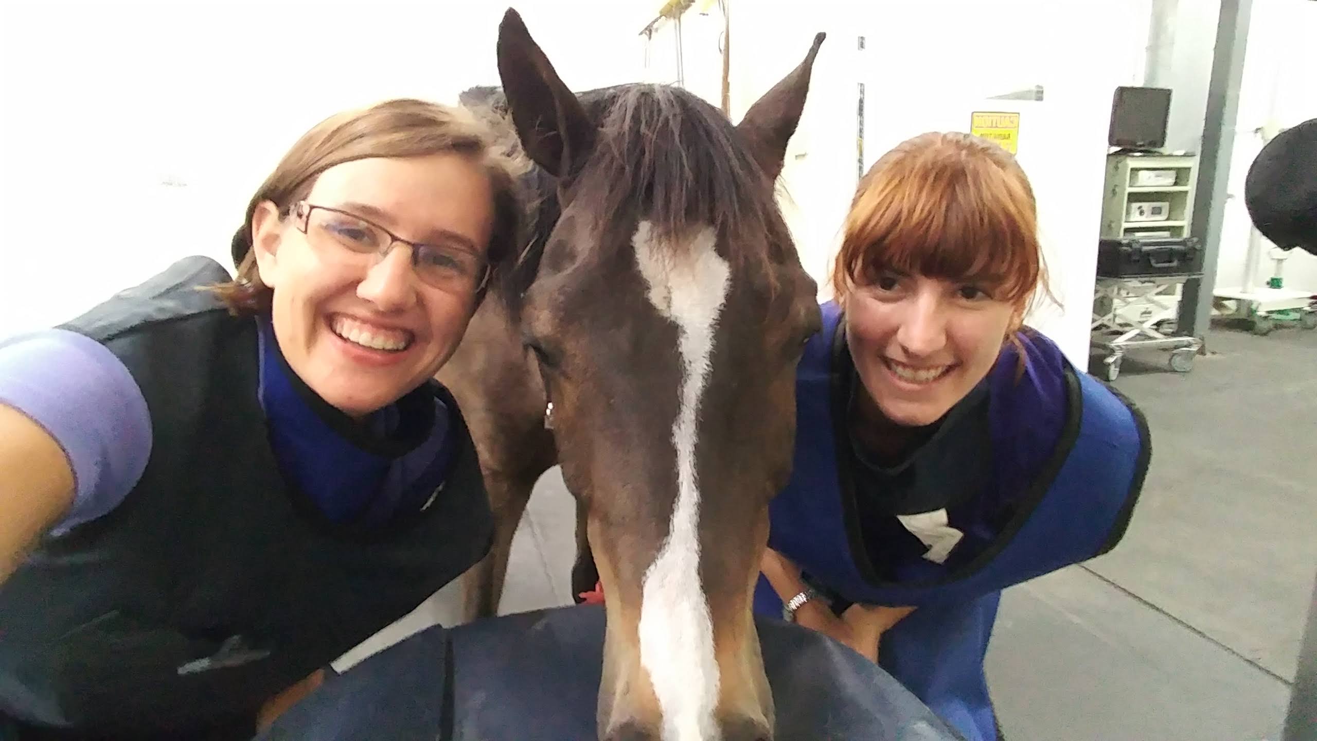 Hello from Dr. Beringer and Dr. Vogel - Woodside Equine Clinic