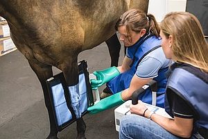 Horse getting x-ray of leg