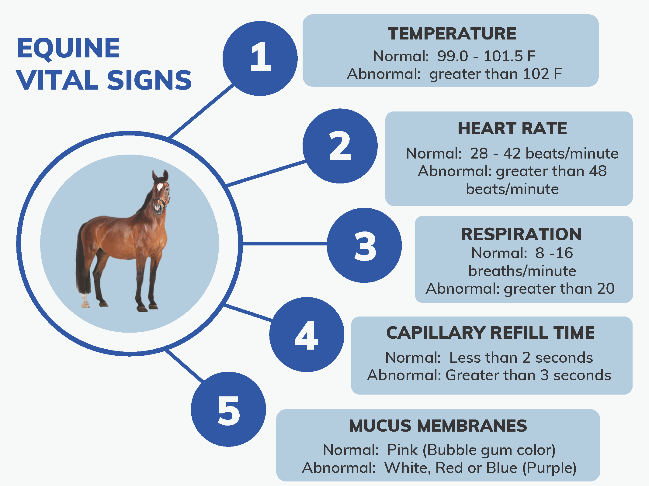 Horse and Pony Vital Signs - Woodside Equine Clinic